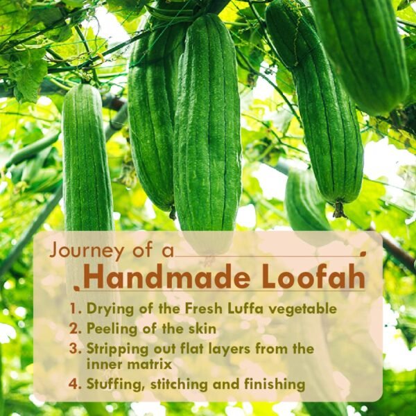 Natural Sun Dried Bath Loofah | Organic Luffa for Bath Shower Skin Exfoliation - Image 5